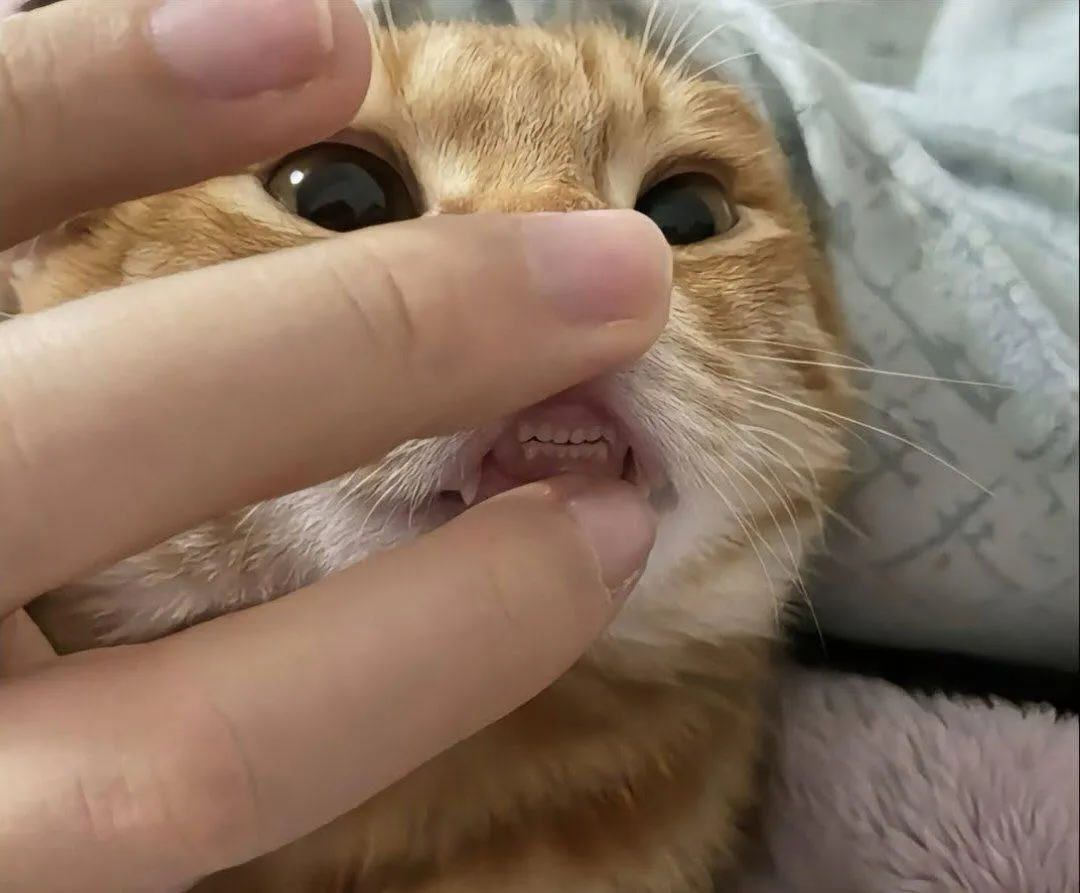 Котячьи зюбы! #2