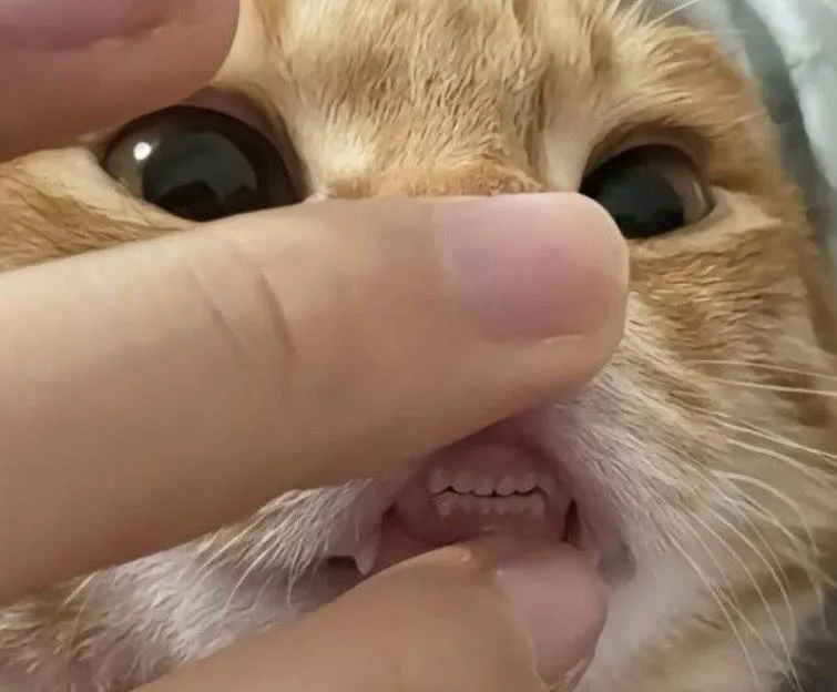 Котячьи зюбы! #3
