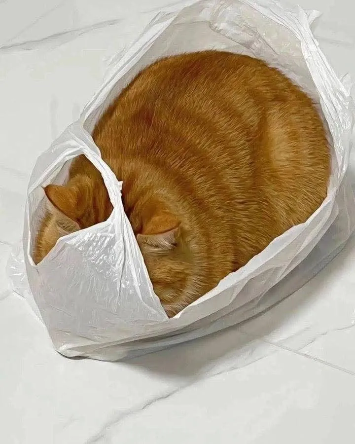 Правильно упакованный кот #1