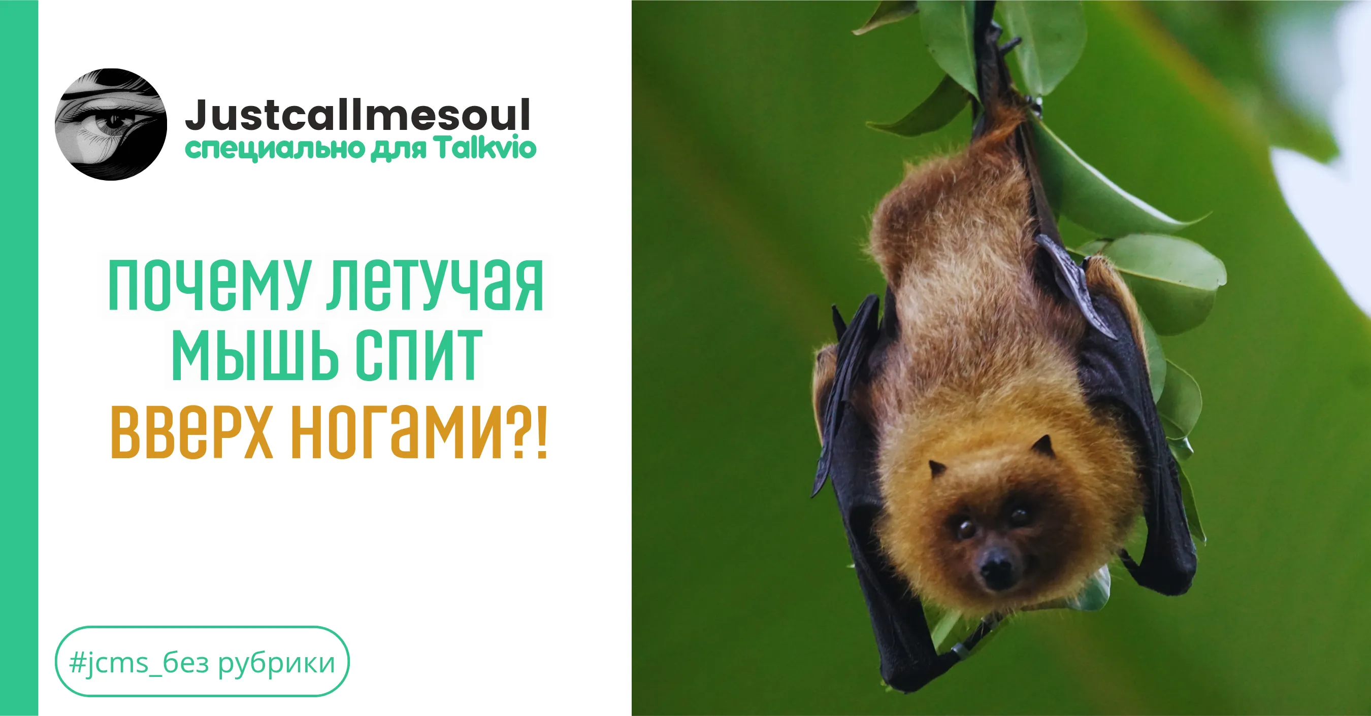 Почему летучая мышь спит вверх ногами?! #1