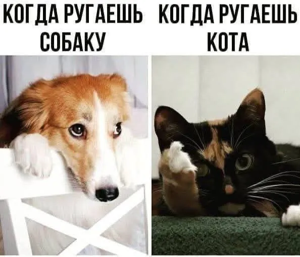 А вы своих ругаете? #2