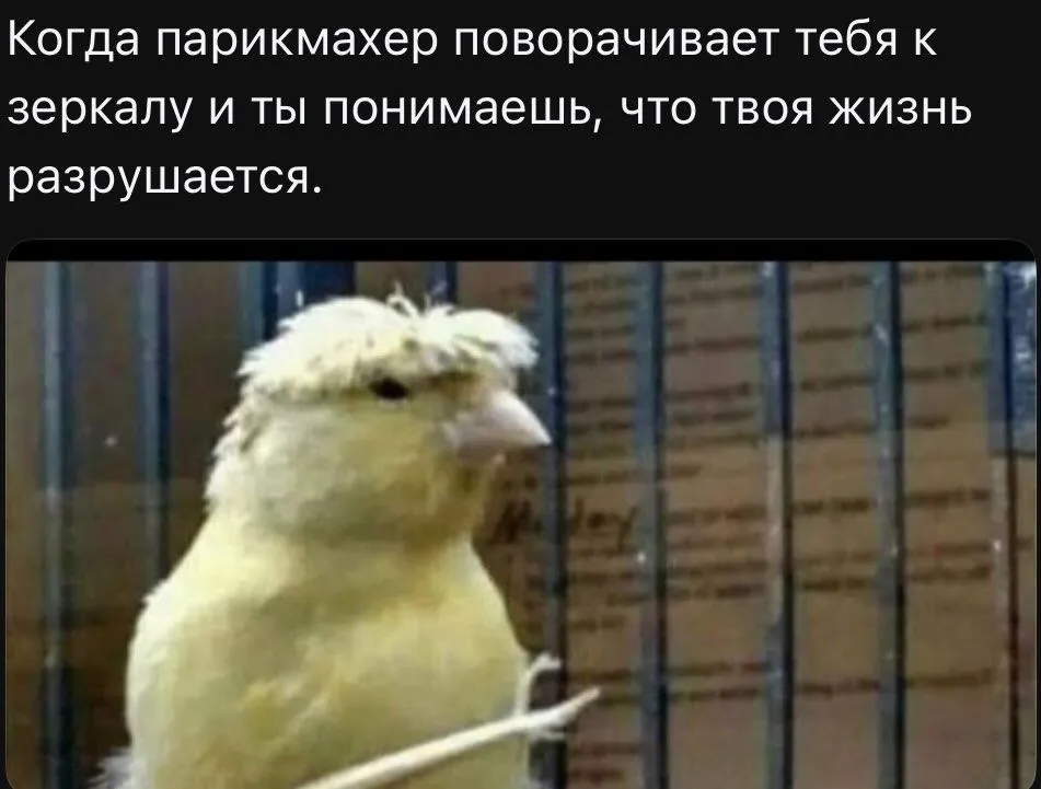 Снова принесла вам картинку плохого качества #2