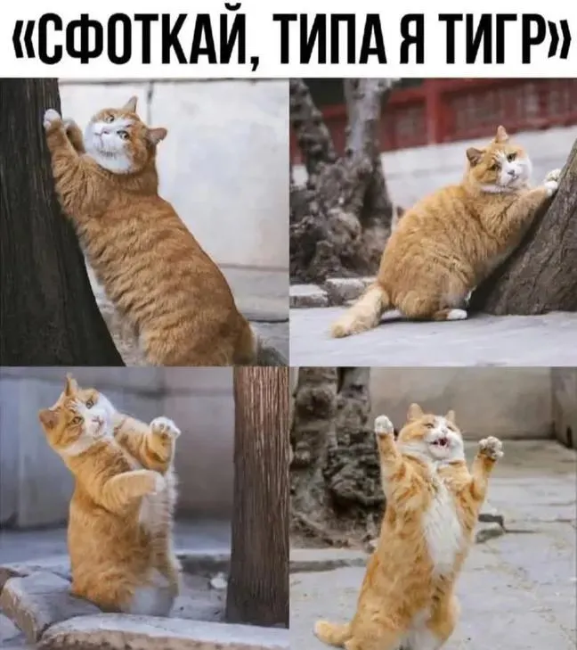 Тигр или не тигр?😎 #1