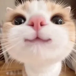 Нюх-нюх #1