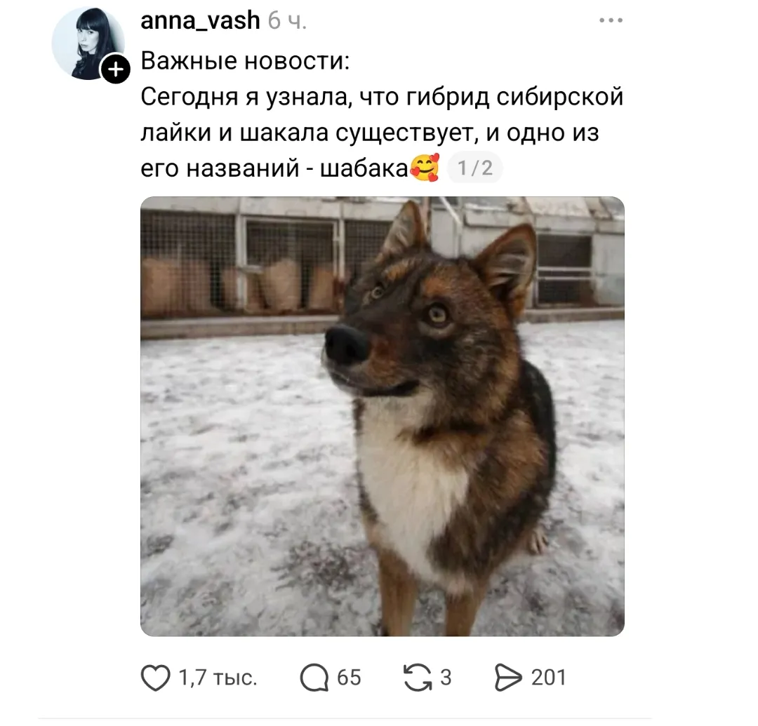 Шабака #1