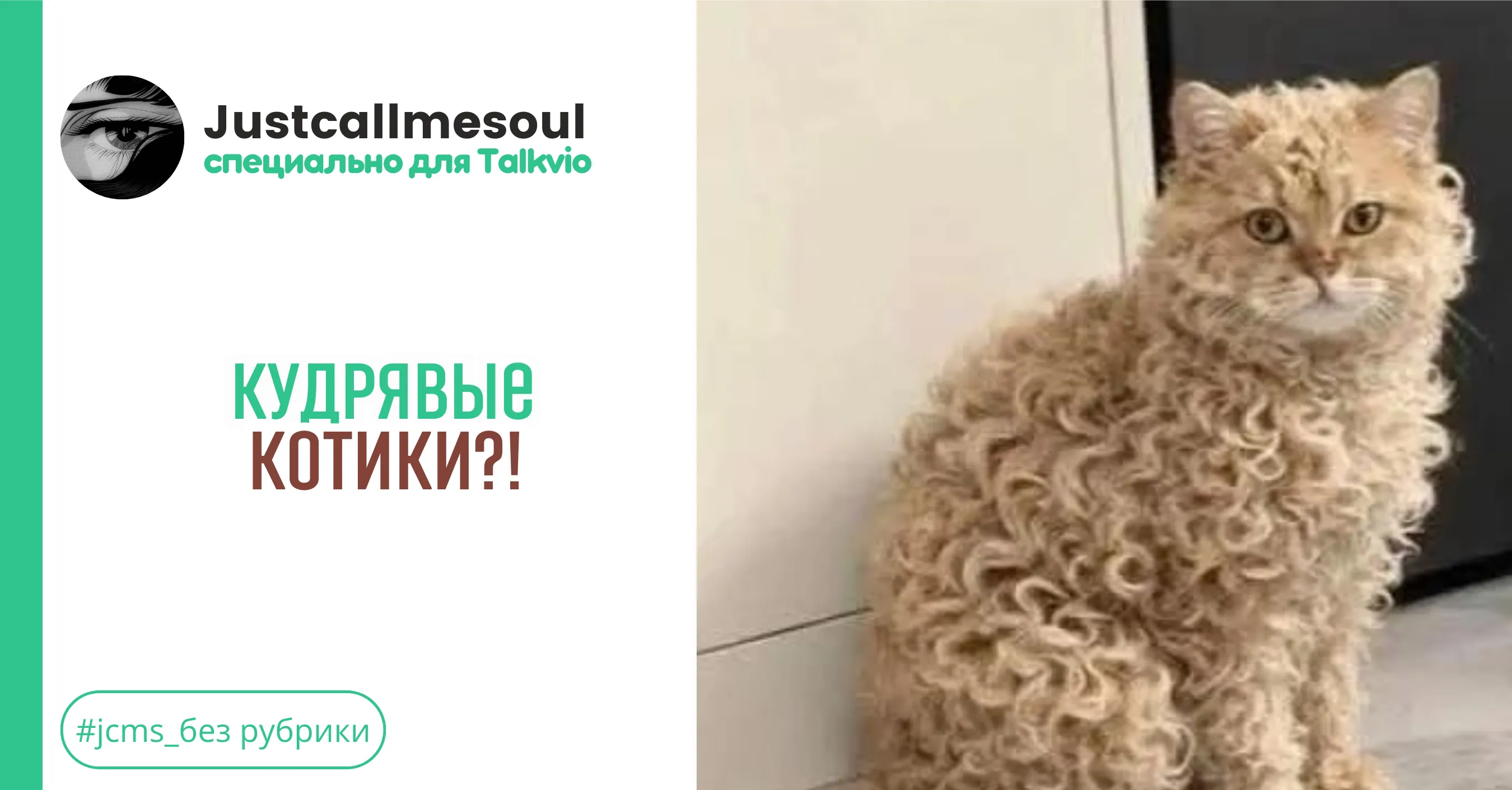 Кудрявые котики?! #1