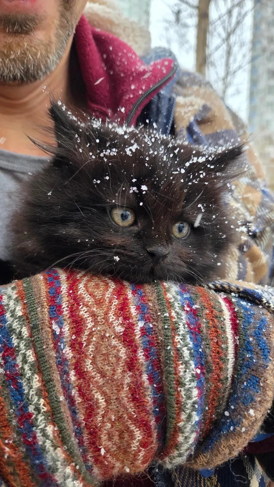 Котёнковое #2