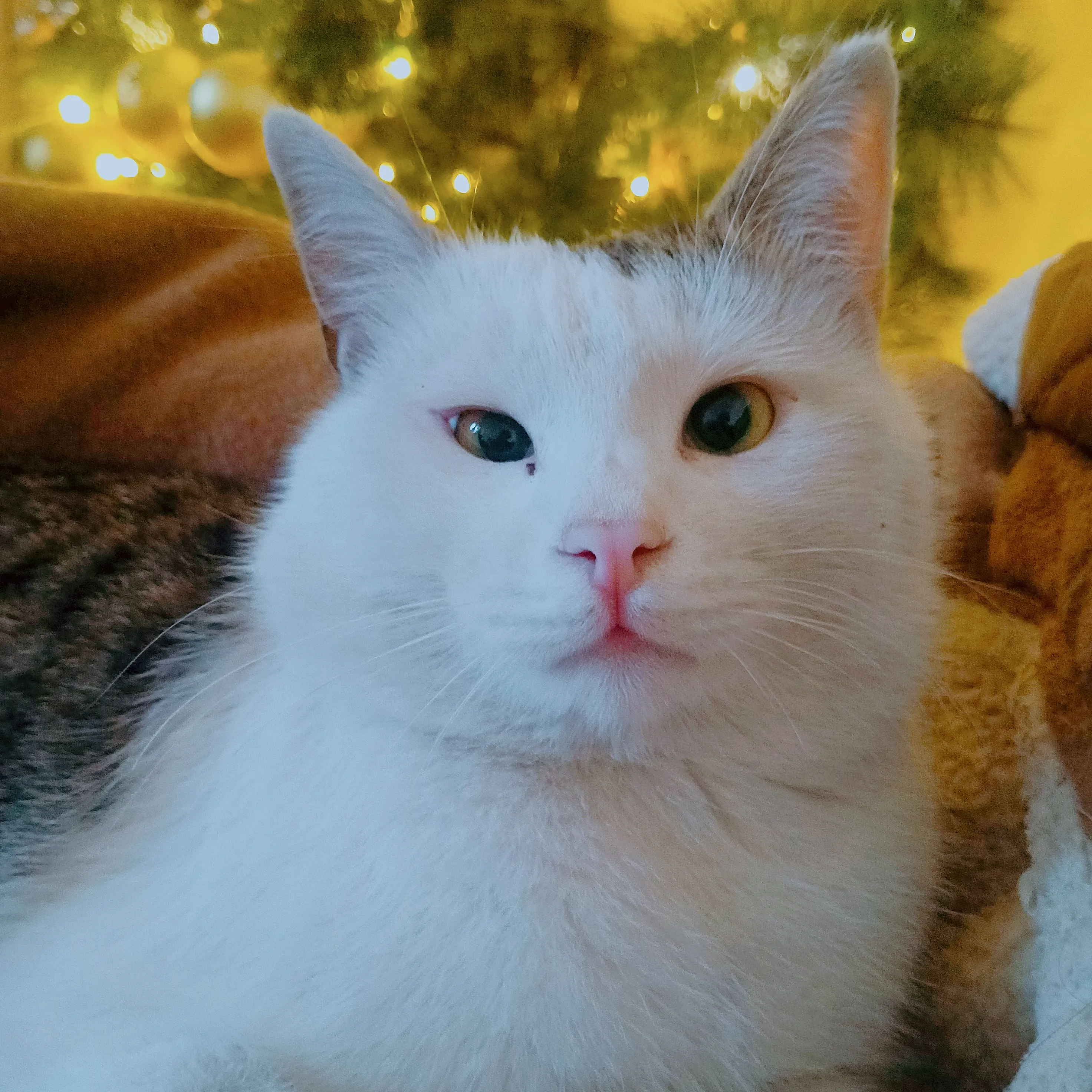 Настоящий новогодний котяра! #2