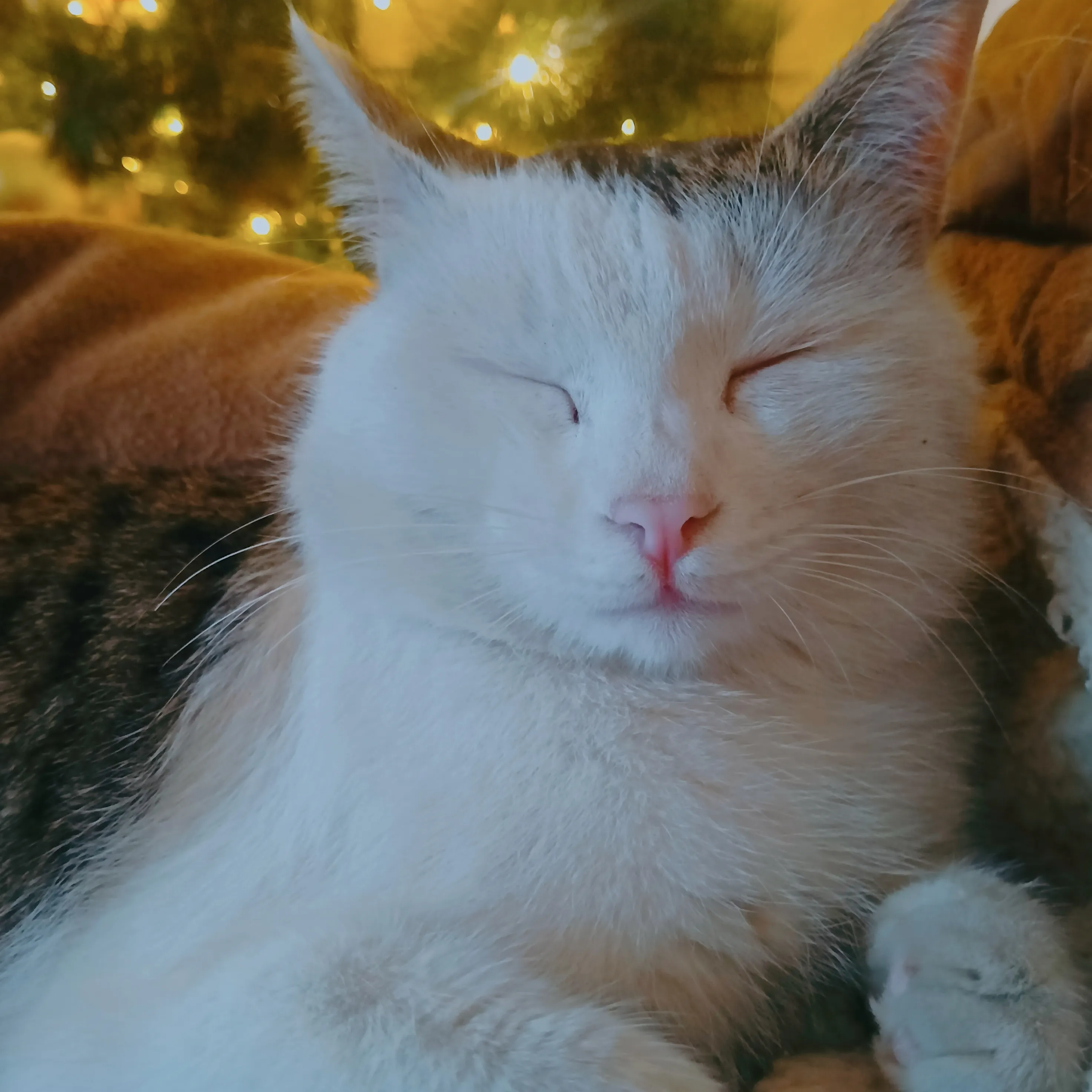 Настоящий новогодний котяра! #3