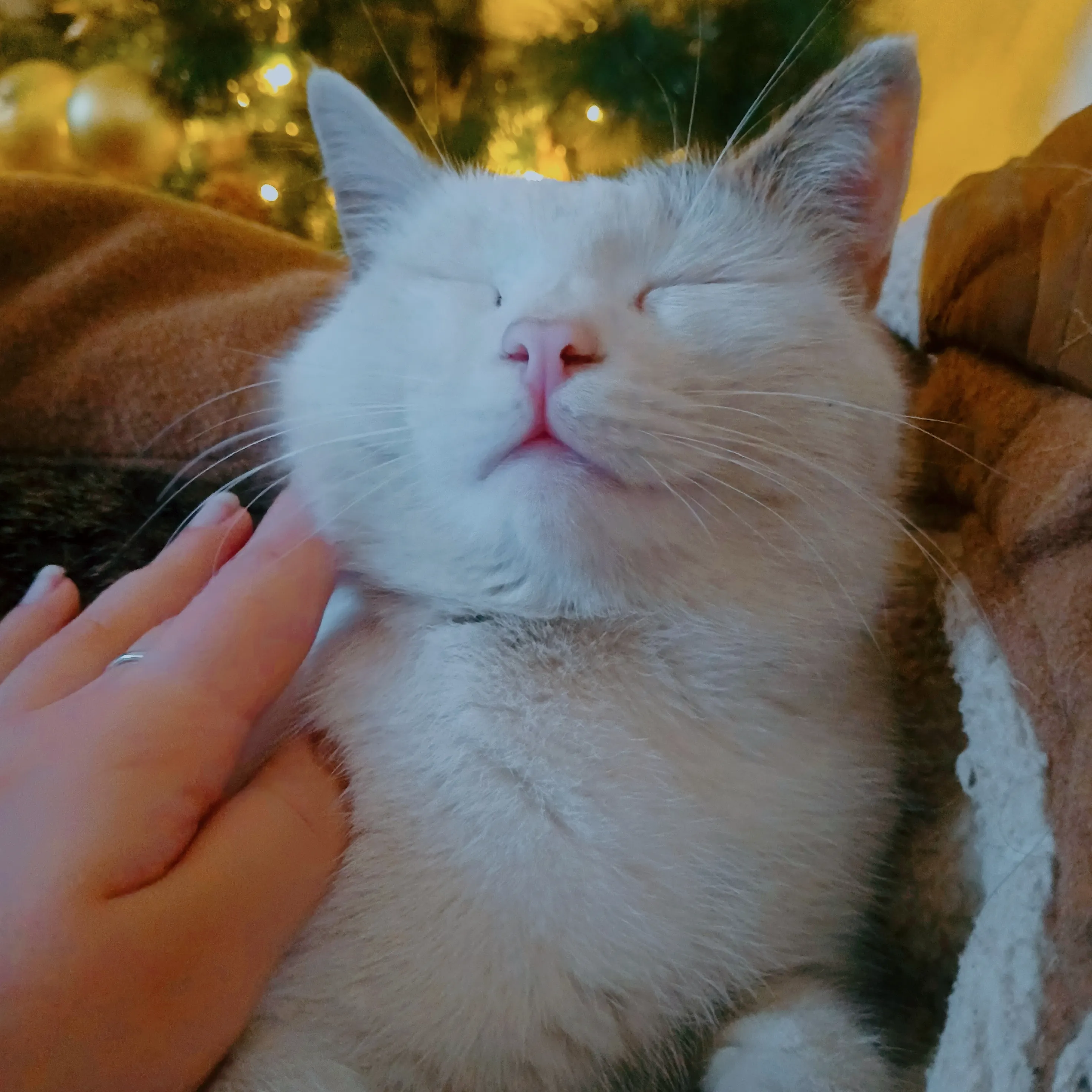 Настоящий новогодний котяра! #4