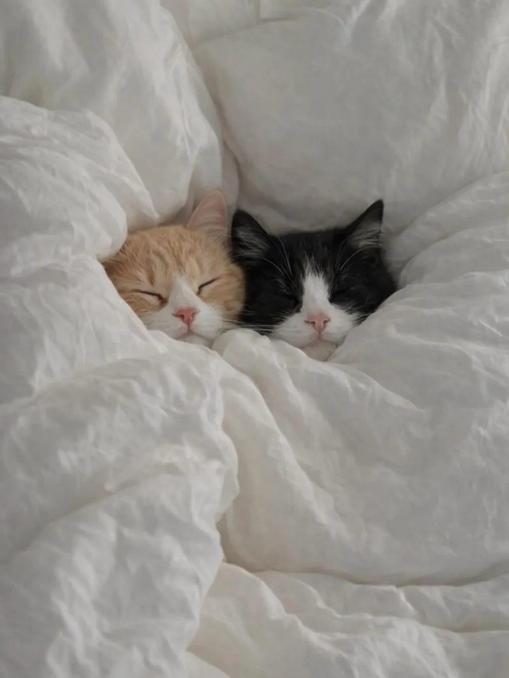Спокойной ночи, котики мои :) #3