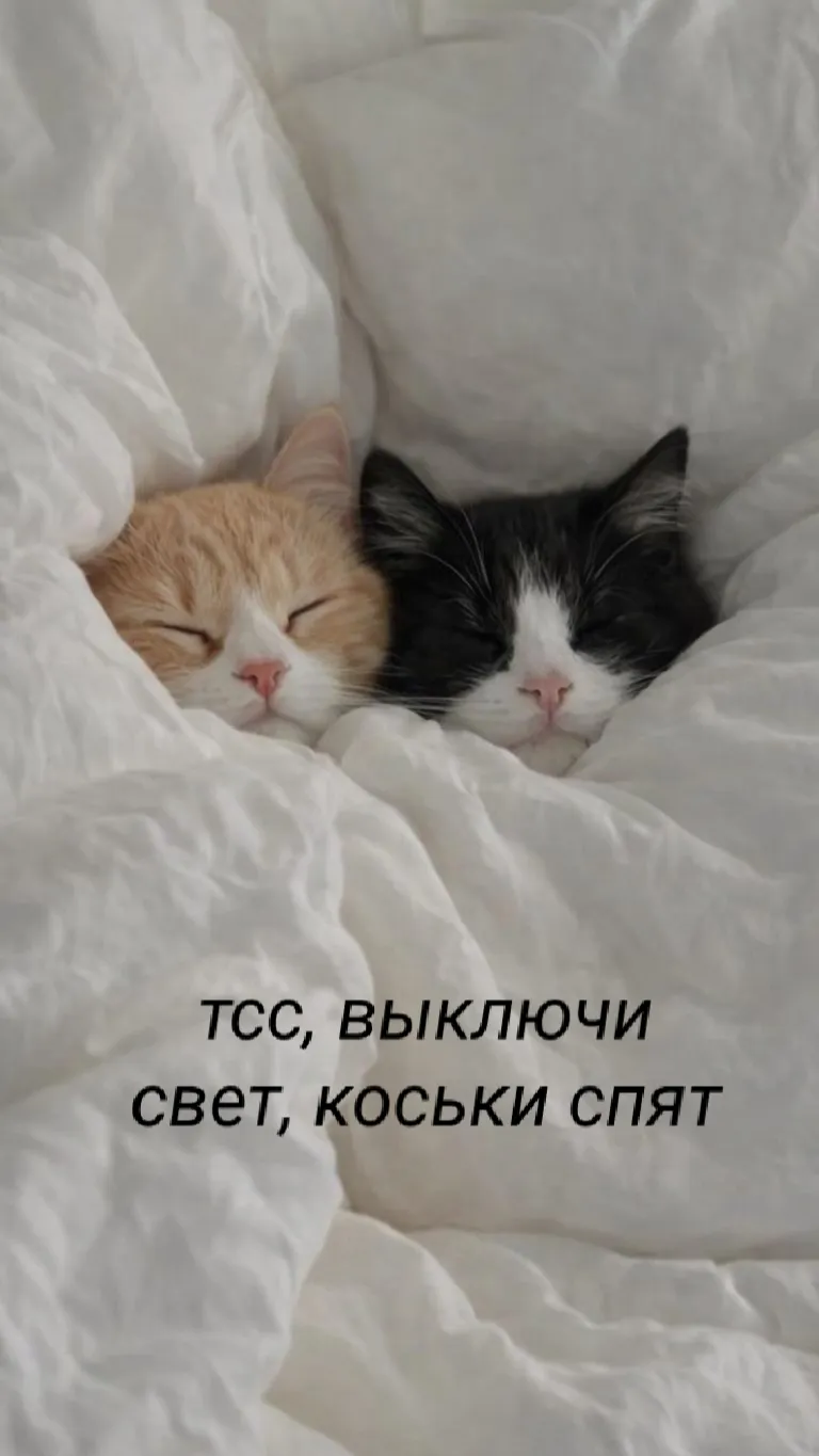 Спокойной ночи, котики мои :) #2