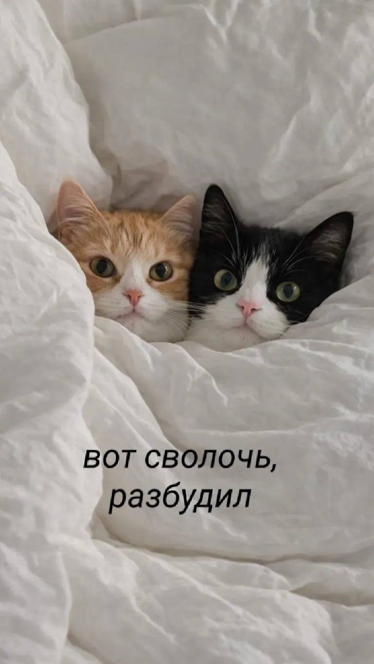 Спокойной ночи, котики мои :) #3