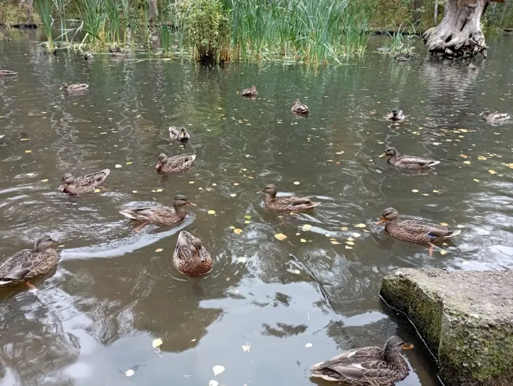 Наши городские утки. #3