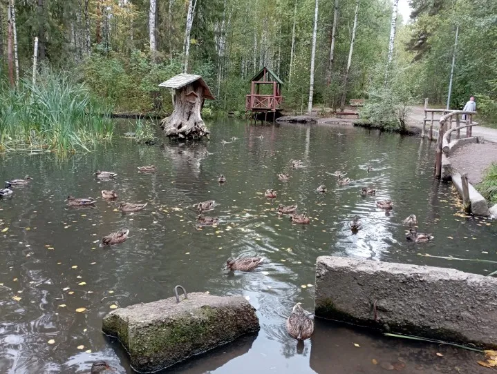 Наши городские утки. #4