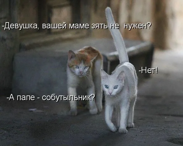 Коты #2