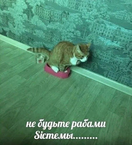 Мемы с котиками ฅ^•ﻌ•^ฅ #1