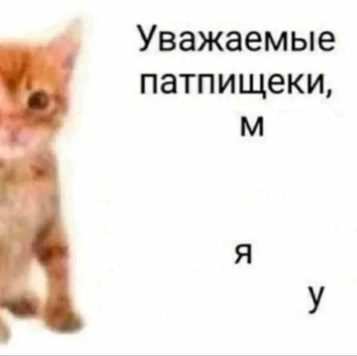 Мемы с котиками ฅ^•ﻌ•^ฅ #3