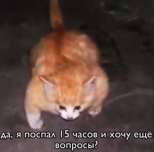 Мемы с котиками ฅ^•ﻌ•^ฅ #4