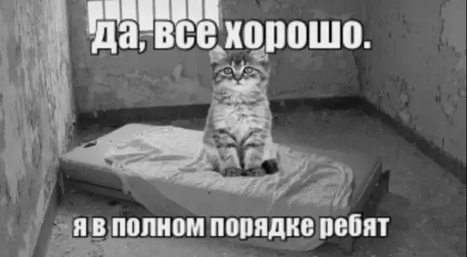 Мемы с котиками ฅ^•ﻌ•^ฅ #5
