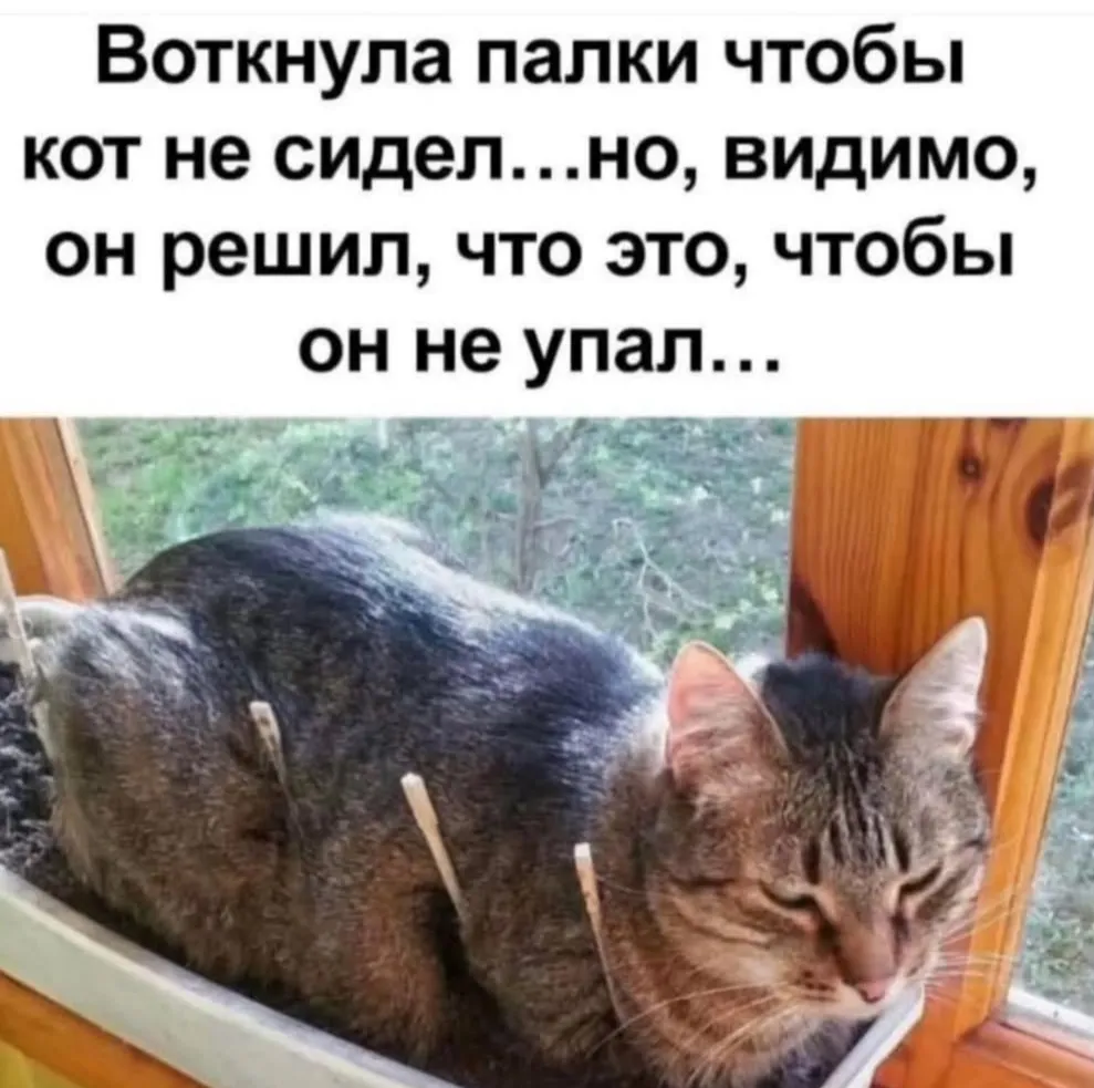 С началом посевной в квартирах с котами наблюдается такое #2