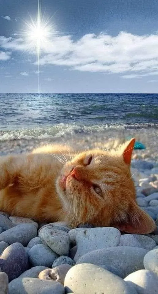 С Добрым Утром🌞🐾 #2