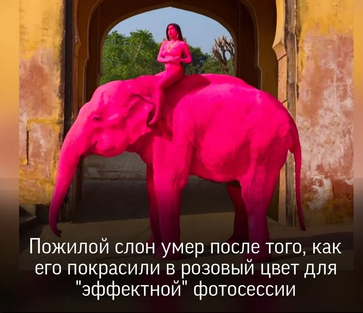 Не обижайте старых слонов #2