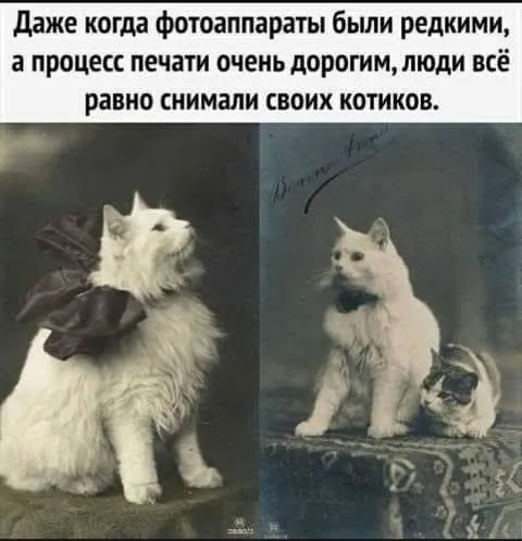 Котики на фото предков #2