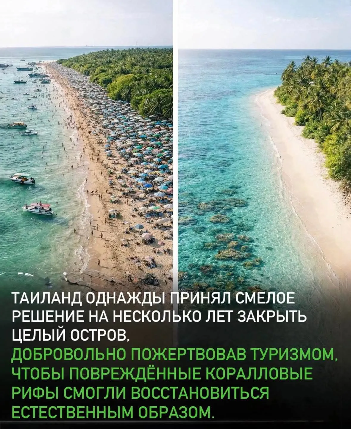 Тайланд закрывает Майя-Бэй: смелый шаг к восстановлению коралловых рифов #2