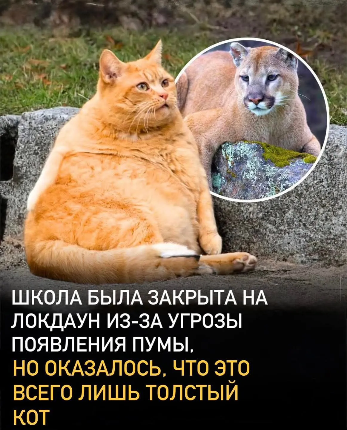 Пума-кот #2