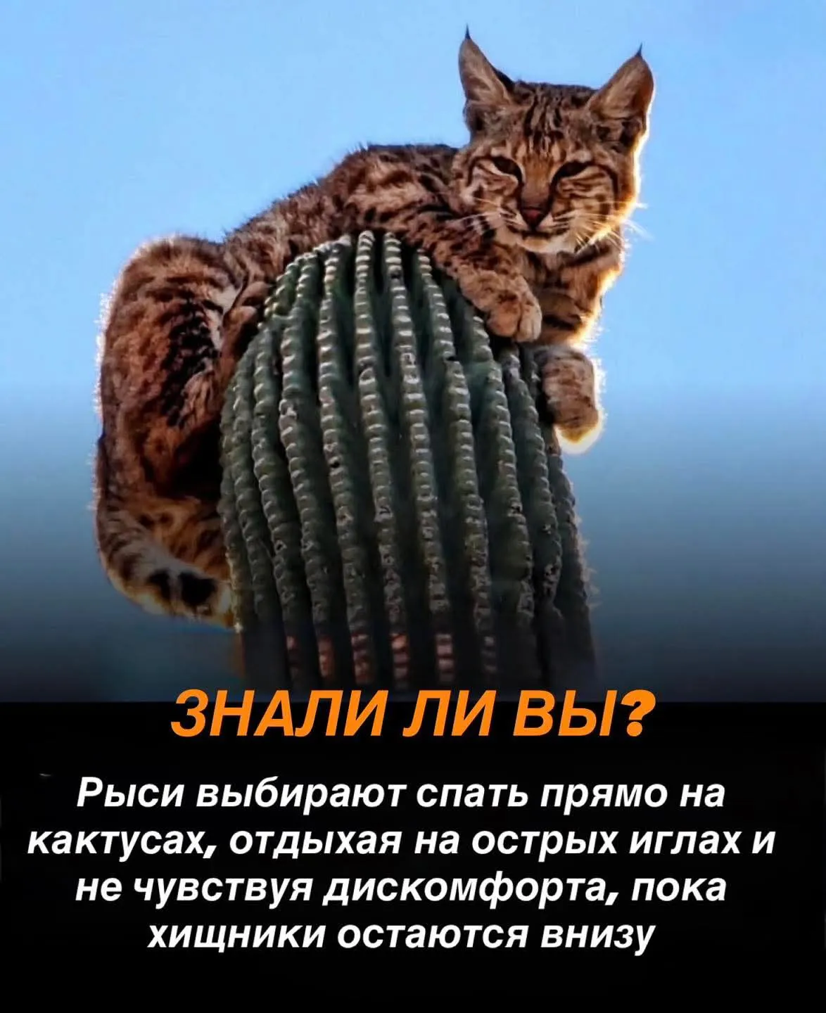 Рыси в пустыне: отдых на колючих кактусах без травм

 #2