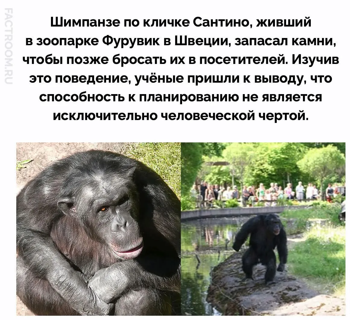 Планировать умеет не только человек #2