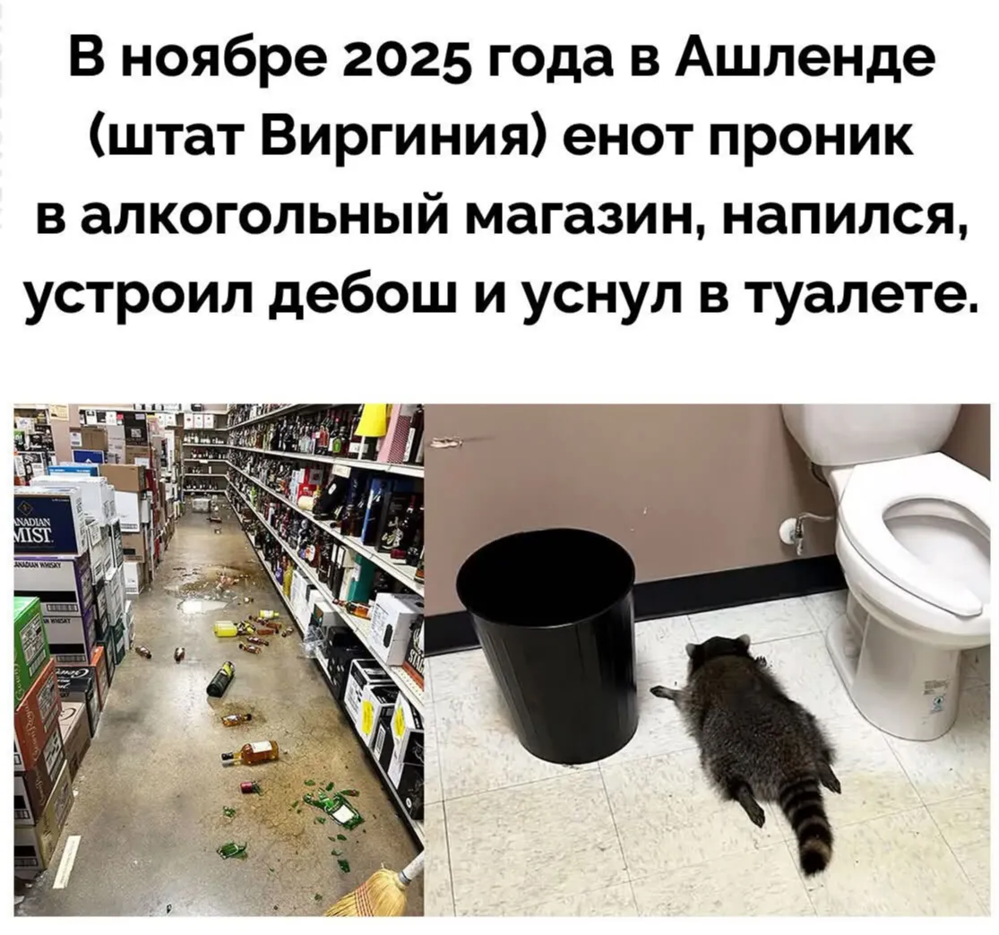 Пушистый дебошир #2