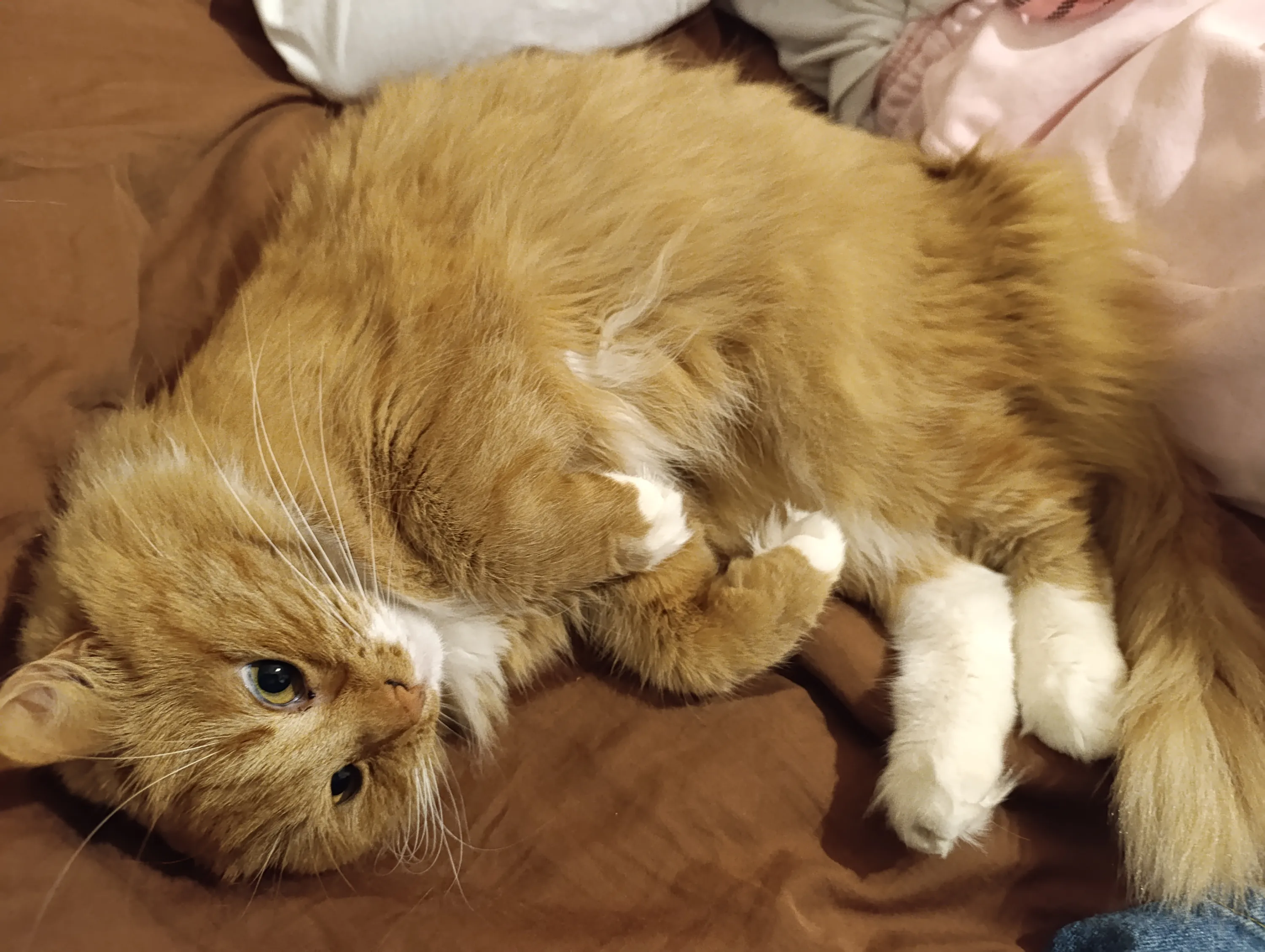 Котя #2