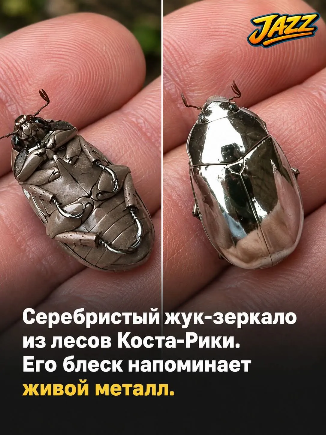 Зеркальный серебристый жук Chrysina limbata #2
