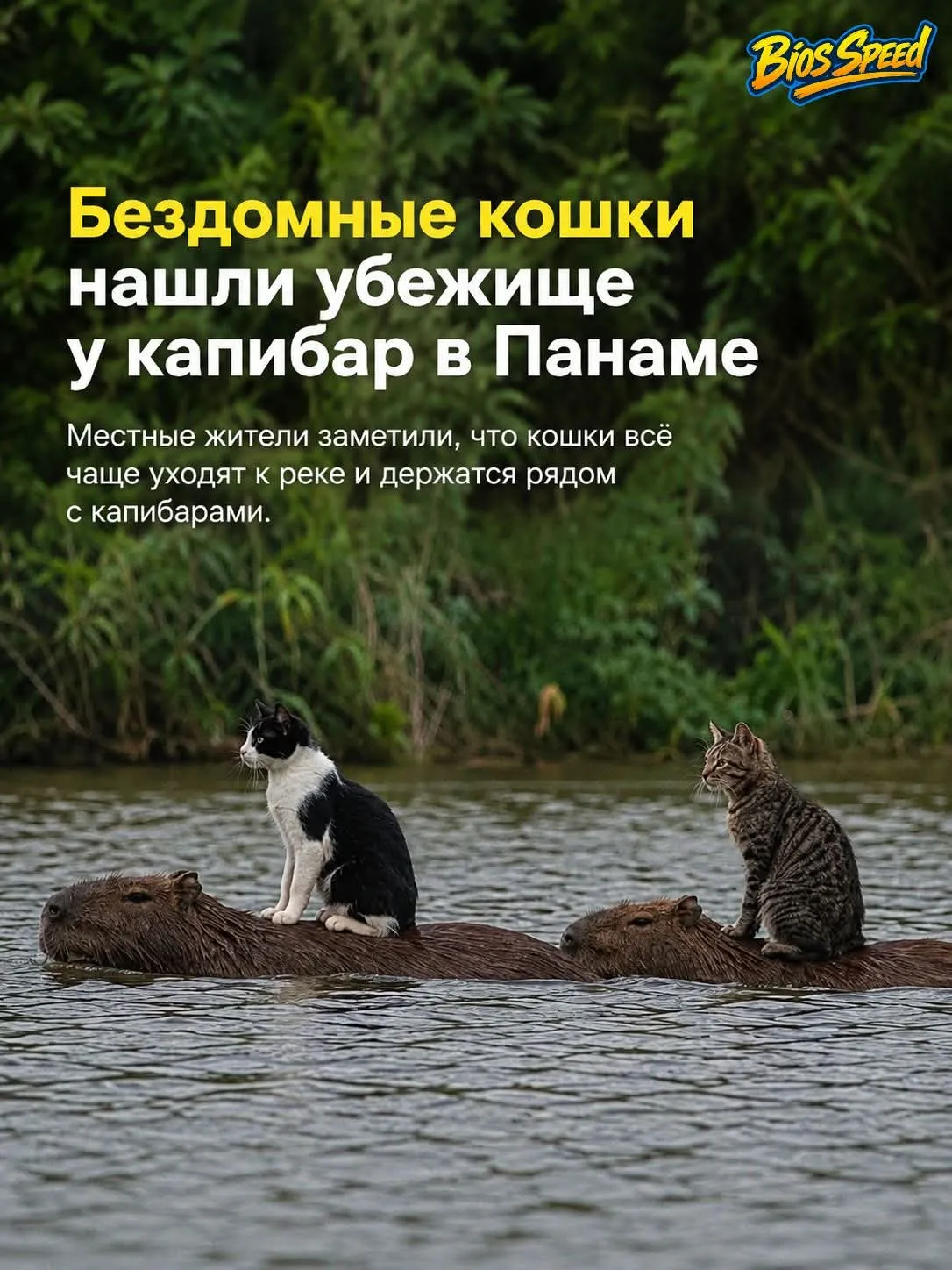 А ваши кошки с вами еще?  #2