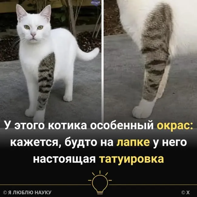 Кошачьи татуировки #2
