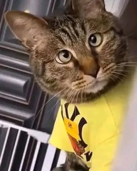 Без кота жизнь не та #2