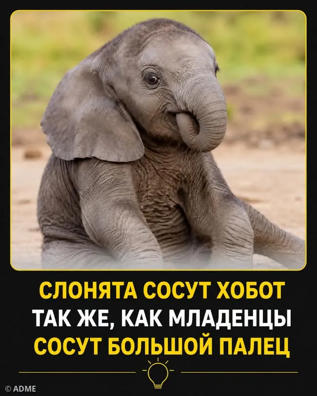 Малыши как малыши #2