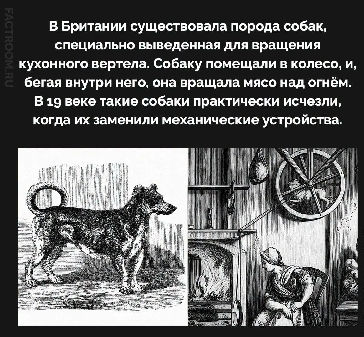 Собака - друг человека?  #2