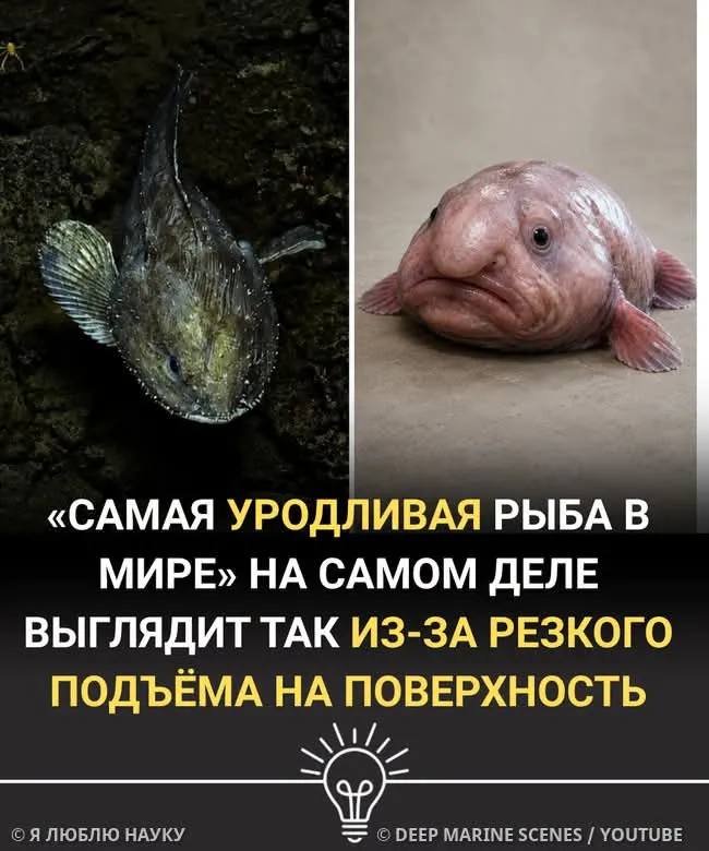 Самая некрасивая рыба #2