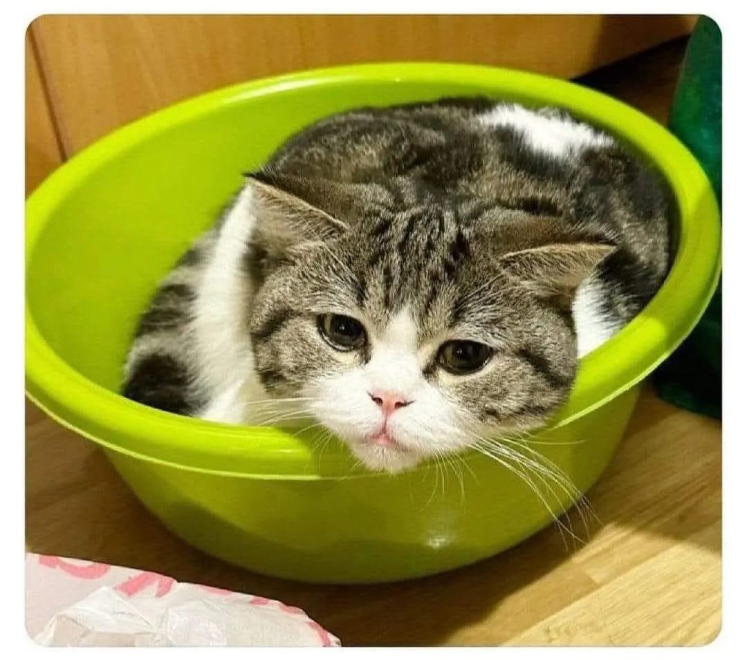 Котенька #2