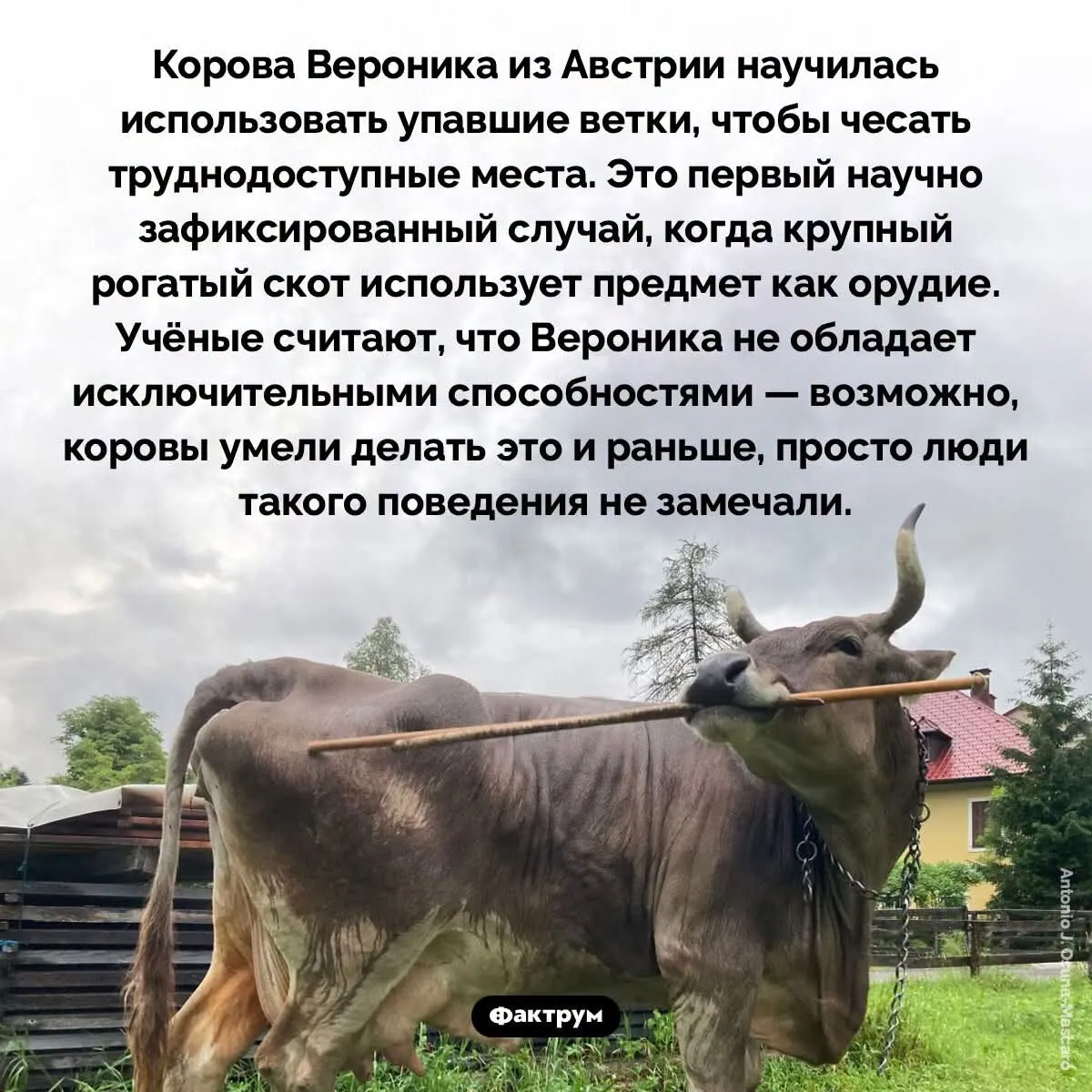 Корова почесала попу #2