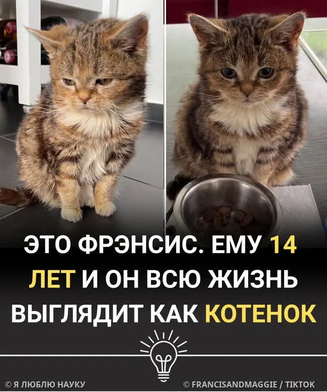 Кот-карлик #2