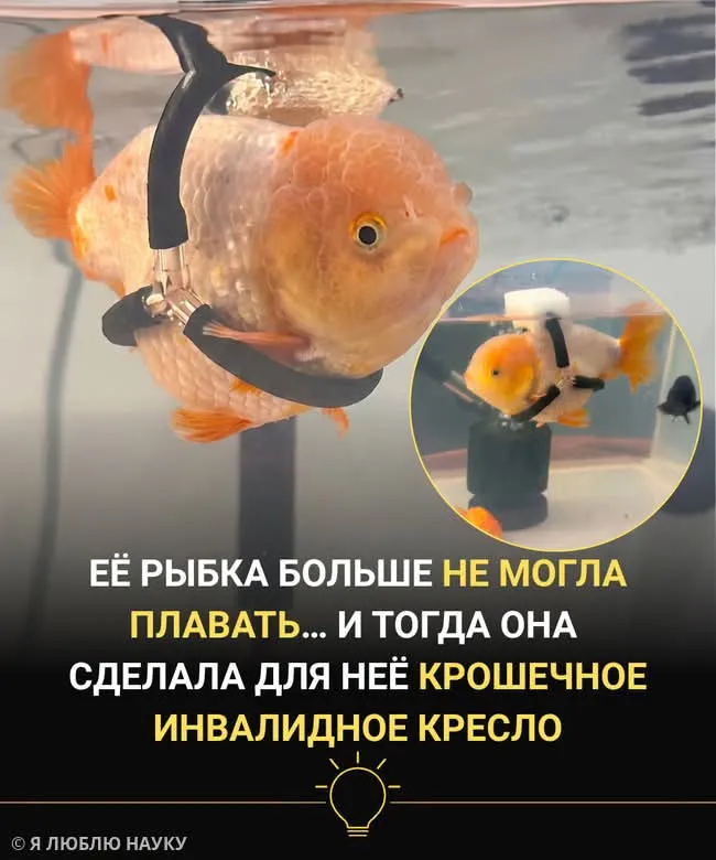 Добрый поступок #2