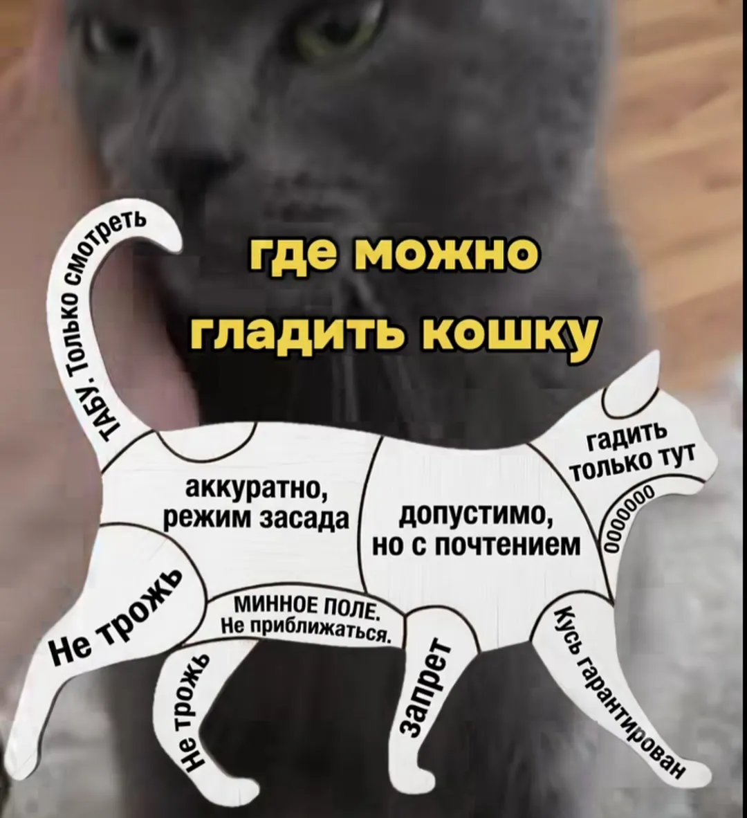 Гладьте кошку правильно #2