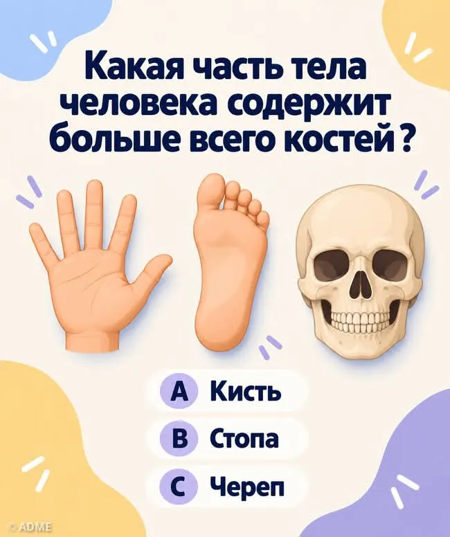 Самое костное место)  #2