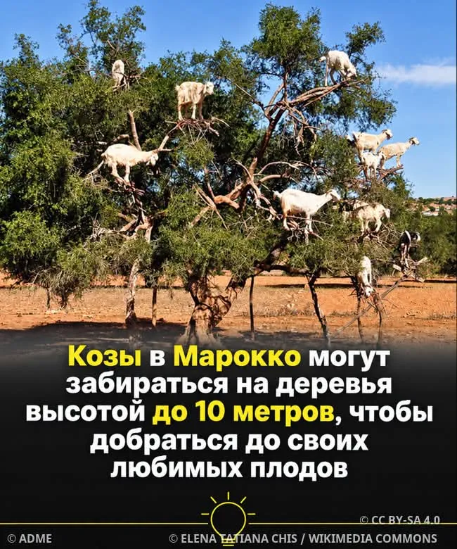 Козы на деревьях: неожиданные садовники Марокко #2
