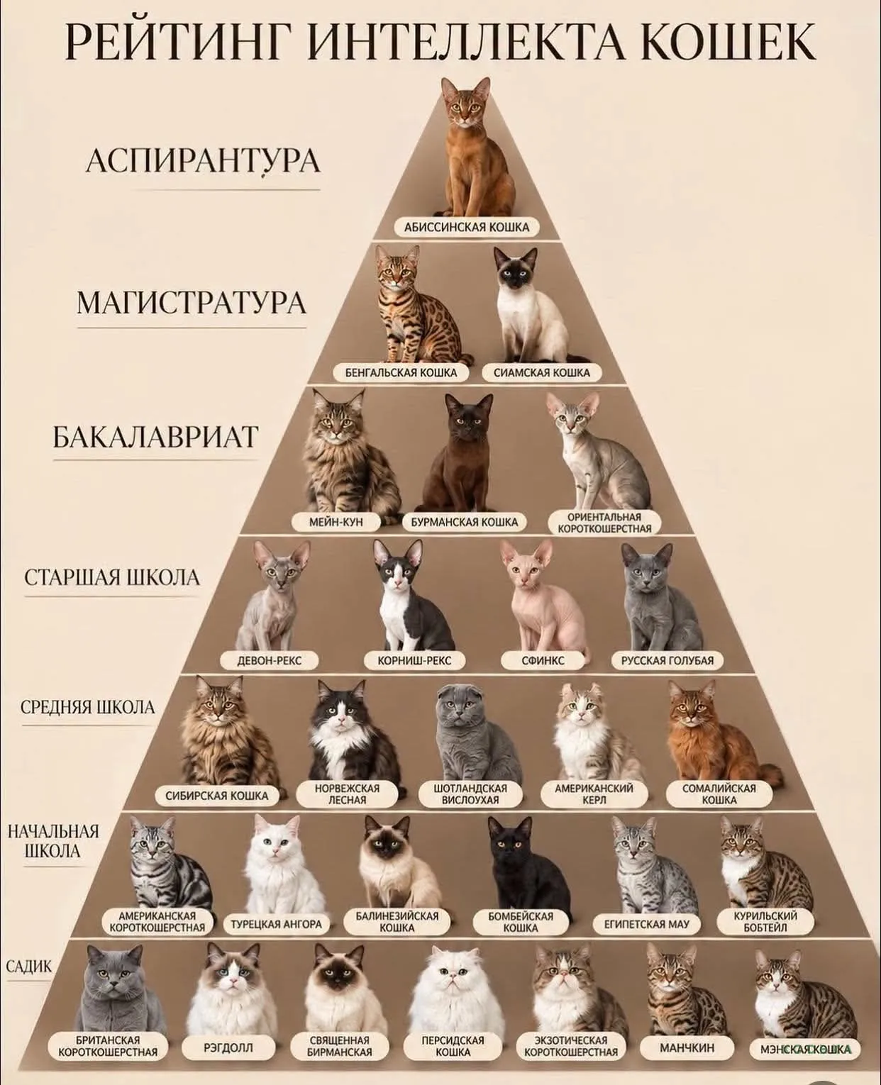 Интеллект кошки #2