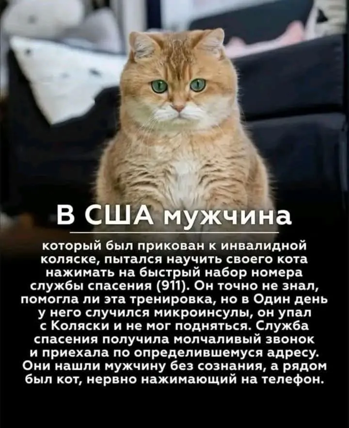 Если кто-то сомневается, заводить или нет кота #2